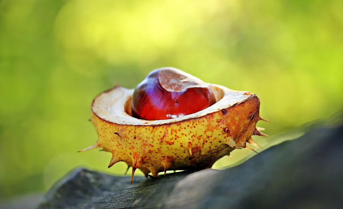 DIY Conker Necklace and Keyring: Step-by-Step Guide